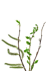 Spring blooming willow branches with catkins and leaves isolated on white background.