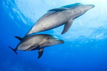 Obraz na płótnie Canvas Couple of dolphins