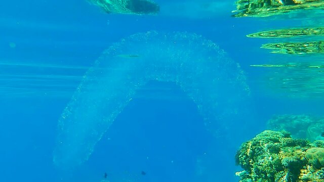 Colonial Pyrosoma Tunicates free-floating with school of fish on blue w1ater in sunrays. Pyrosomes, colony hundreds to thousands individuals called zooids, cloned from one egg and bound together