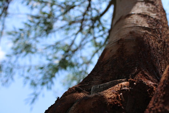 tree in the forest