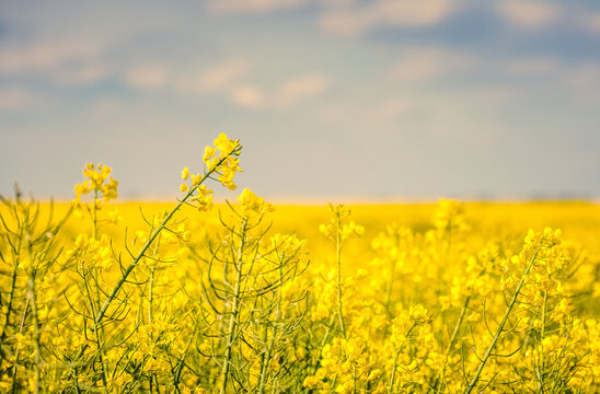 gros plan sur les fleurs de colza