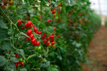 Red organic grape tomatoes ripening on bushes in greenhouse. Growing of industrial vegetable...
