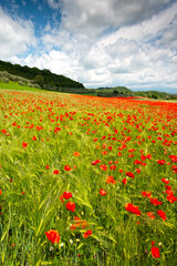 field of poppies - 434598036