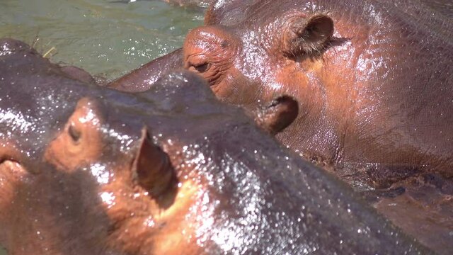 Two hippos swim in the water in slow motion 120fps