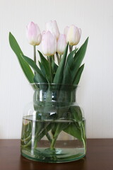 blossom flowering tulips  in a vase at spring