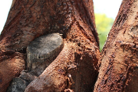 trunk of a tree