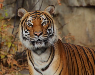 Zoo tiger