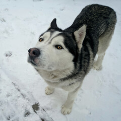Husky dog in winter snow background looking from below