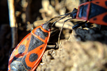 Toy soldier beetle macro image very enlarged size