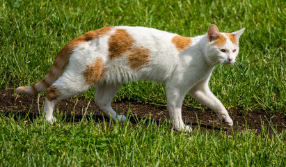 Naklejka na ściany i meble small white cat ,kitten in garden