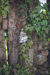 雰囲気のある古びたレンガとつる植物の庭、ボロボロの小人の置物