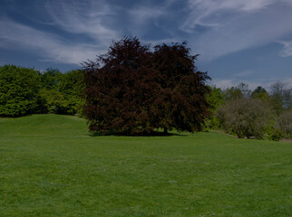 Baum, Wiese und Himmel