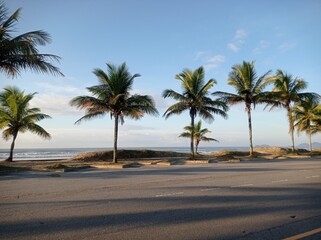 palm trees on the beach