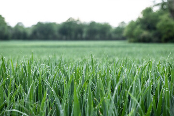 Goutte d'eau sur blé