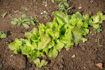 Salad seedlings