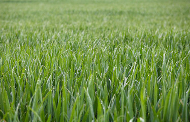 Goutte d'eau sur blé