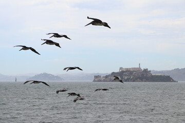 Alcatraz Island, San Francisco, CA, USA