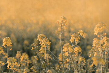 Piękne wiosenne żółte tło pole rzepaku