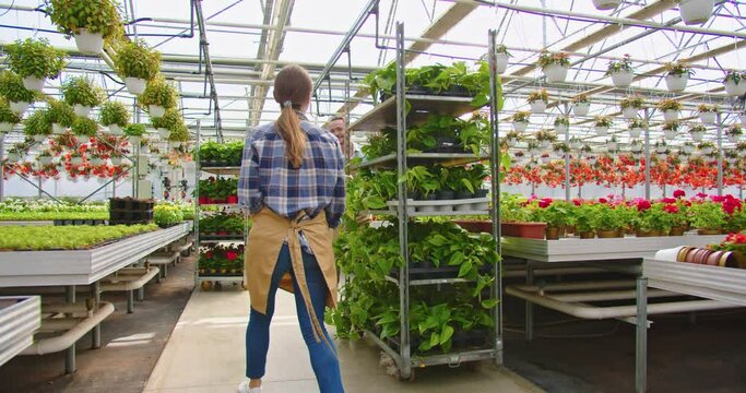 Young man greenhouse gardener wheeling shelves rack with plants in pots walking in floral store. Handsome guy worker in apron working in garden center, floristry, business concept, work