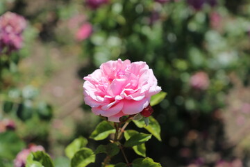 Fototapeta premium Flor