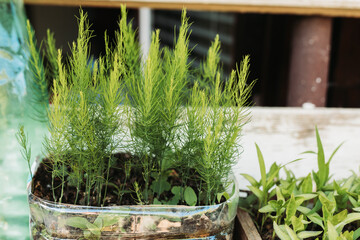 Close-up of fresh, green garden asparagus seedlings