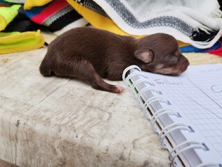 Cachorro durmiendo © JamesStewart