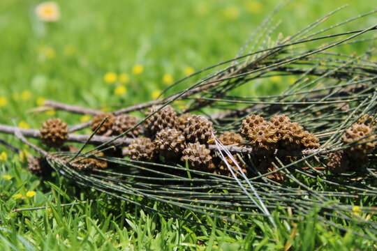 pine cone in the grass