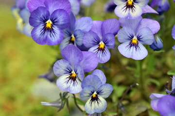 Blaue Hornveilchen in einem Beet