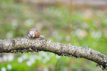 Burgundy snail (Helix pomatia) crawling on branch in forest