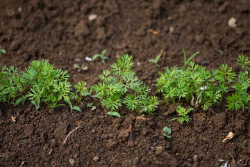 young green carrot tops growing on a close-up of a garden