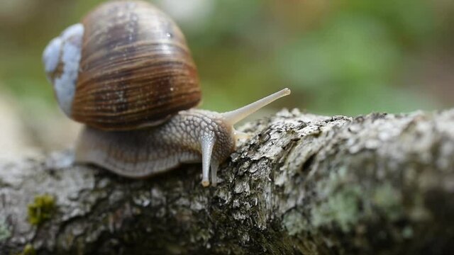 Macro close up shot of burgundy snail (Helix pomatia) crawling on bruch in forest