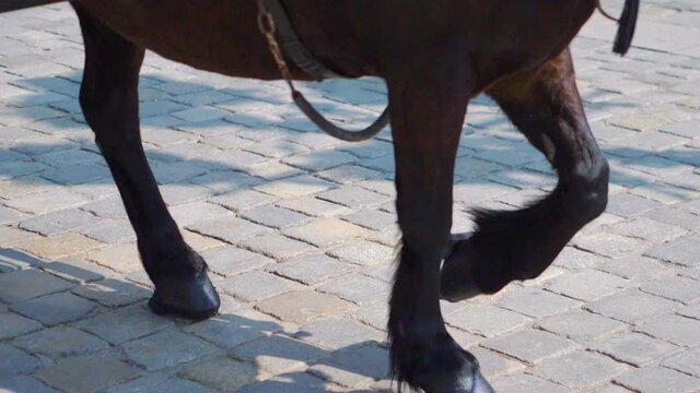 Horse walking on the cobblestones in the city in slow motion 180fps