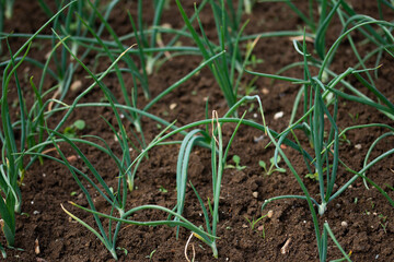 Organically grown onions with chives in the soil. Organic farming.