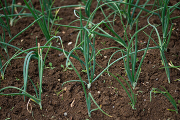 Organically grown onions with chives in the soil. Organic farming.