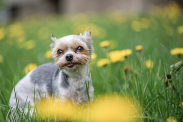 A small beautiful purebred Yorkshire Terrier is playing on the dandelion field.