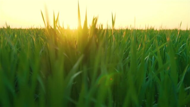 Fairy view of green wheat grass in rays of sunset in big agriculture crops field at evening with lens flares slow motion. Concept of work in agronomic farm for making business and having profit from