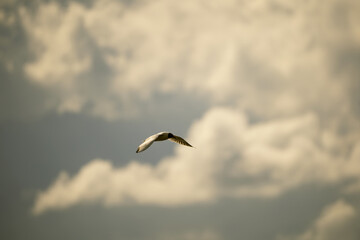 Fototapeta na wymiar Bald gull in the wild