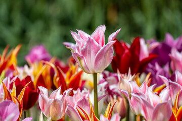 Tulip - Tulip fields - Tulips holland - Tulip netherlands - tulips