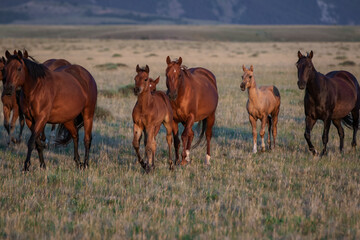 Beautiful herd of American Quarter Horses in Montana. Mares, and foals, buckskin and sorrel, bay...