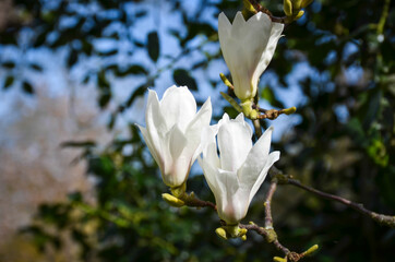 Magnolia tree in Hampton Court Park