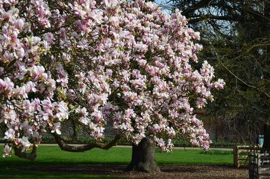 Hampton Court Park