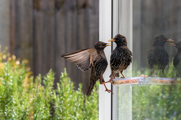 Two starlings, sturnus vulgaris, squabbling over place on a garden suet feeder
