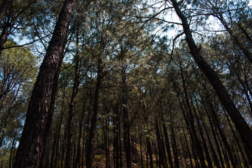 pine trees deep forest and low lighting