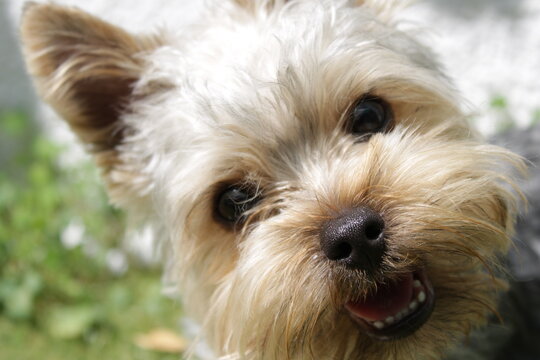 yorkshire terrier portrait