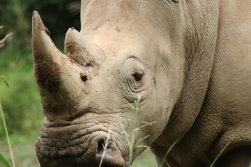 Fototapeta premium close up of a rhino