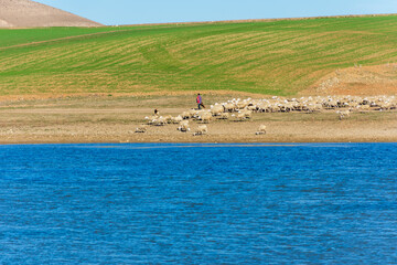 View of sheep flock on a field near the lake.
