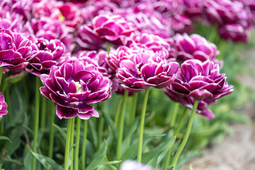 Obraz premium Tulip - Tulip fields - Tulips holland - Tulip netherlands - tulips