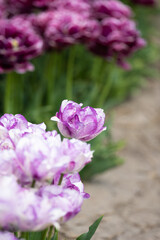 Obraz premium Tulip - Tulip fields - Tulips holland - Tulip netherlands - tulips