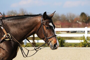 Obraz premium Portrait of a horse