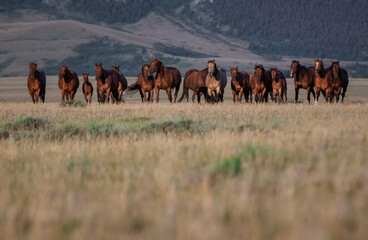 Beautiful herd of American Quarter Horses in Montana. Mares, and foals, buckskin and sorrel, bay...